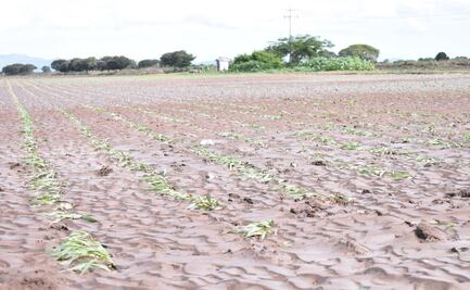 Cultivos de maíz y ajonjolí, los más afectados por lluvias en Sinaloa