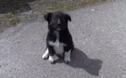 Chernobyl: ¿por qué no se puede acariciar a los perros?