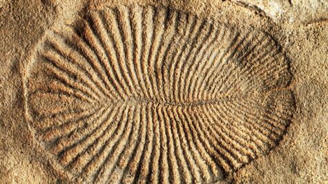 El misterio del Dickinsonia, el animal más antiguo del planeta, que vivió hace 558 millones de años