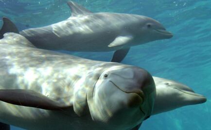 Los delfines también tienen "redes sociales"