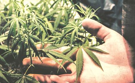 Uso lúdico de marihuana va con luz verde de Morena en el PND