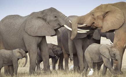  Hallan el gen 'zombi' que protege a los elefantes contra el cáncer