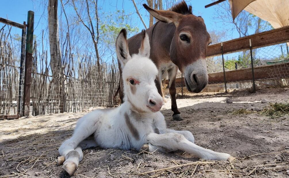 Foto: Santuario Natural Ostok