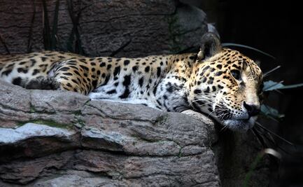 Se avecina la sexta extinción masiva con 515 animales en peligro