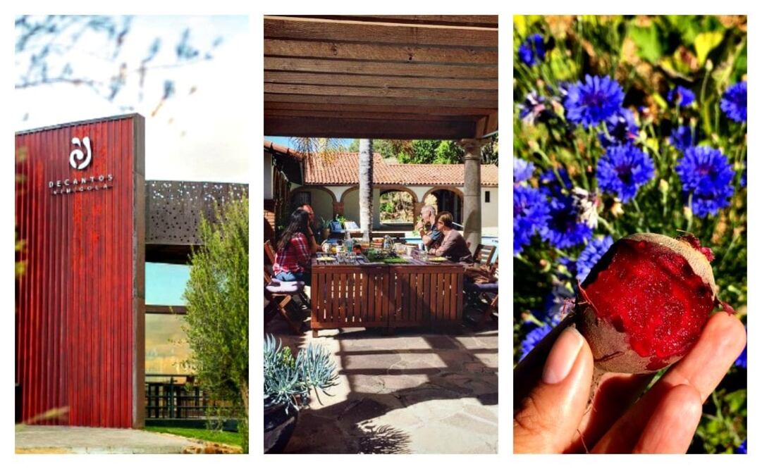 fotos tomadas de IG de Decantos Vinícola y Finca La Divina / cortesía de Issa Plancarte