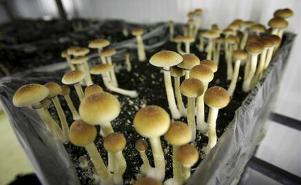 IPN develops mushroom-based beauty products