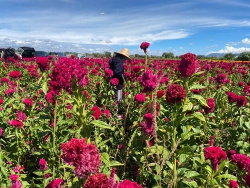 Dónde visitar campos de flores de cempasúchil para tomarse fotos
