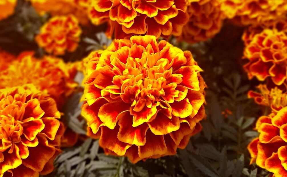 El cempasúchil es la flor icónica de Día de Muertos. Foto: Pixabay