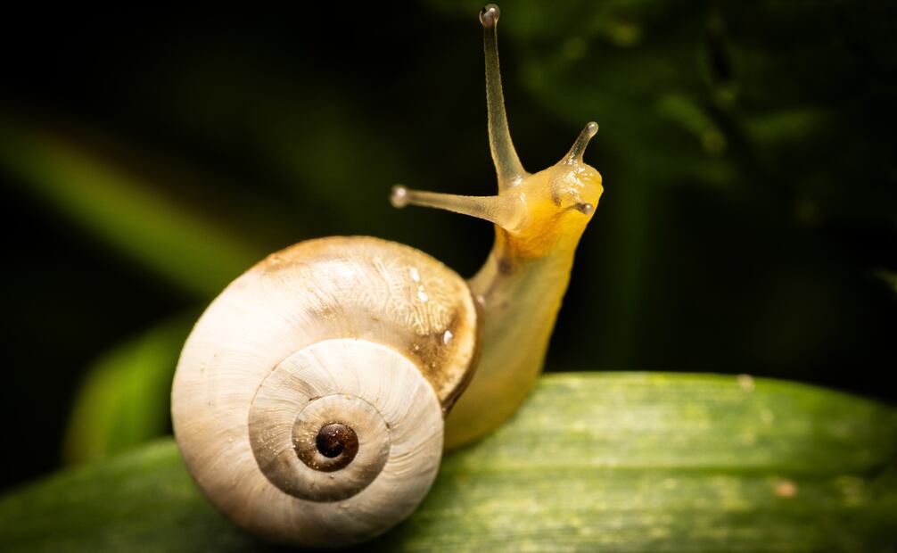 Los caracoles suelen ser indefensos y solo buscan espacios donde refugiarse y alimentarse. Foto: Canva