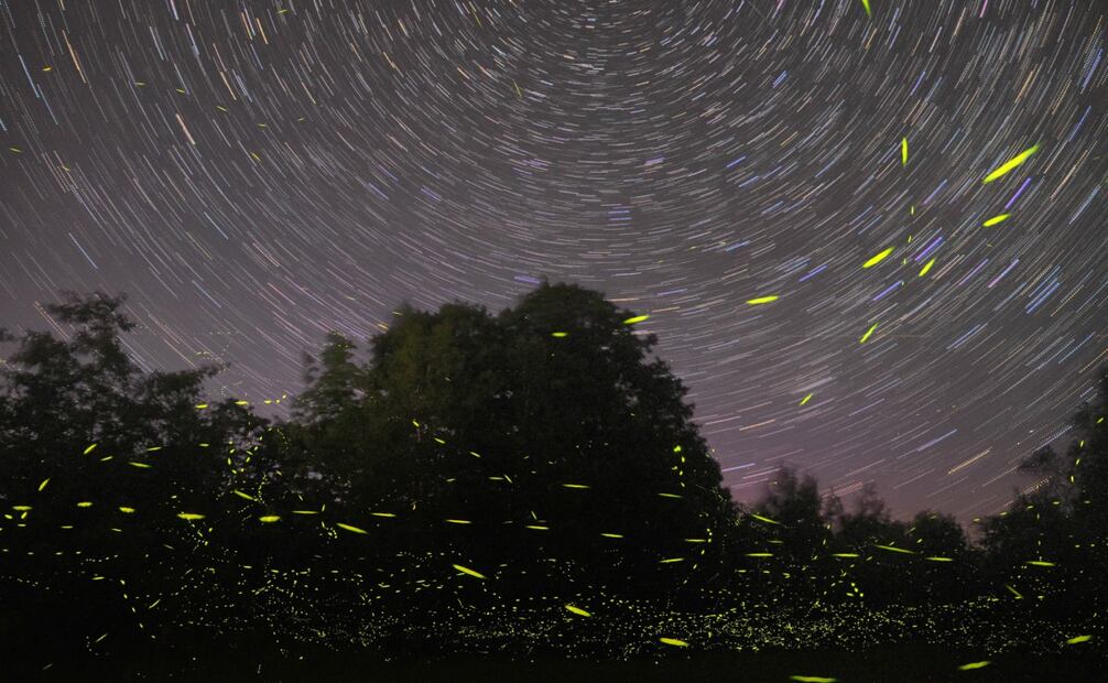 Para proteger a las luciérnagas durante el avistamiento se recomienda evitar luces, ruidos, y el uso de repelente. Foto: Unsplash / Mike Lewinski