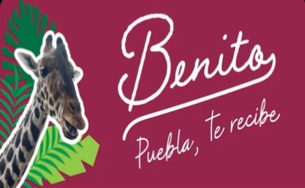 Gobierno de Puebla ofrece pagar traslado de la jirafa “Benito”