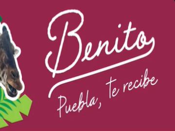 Gobierno de Puebla ofrece pagar traslado de la jirafa “Benito”