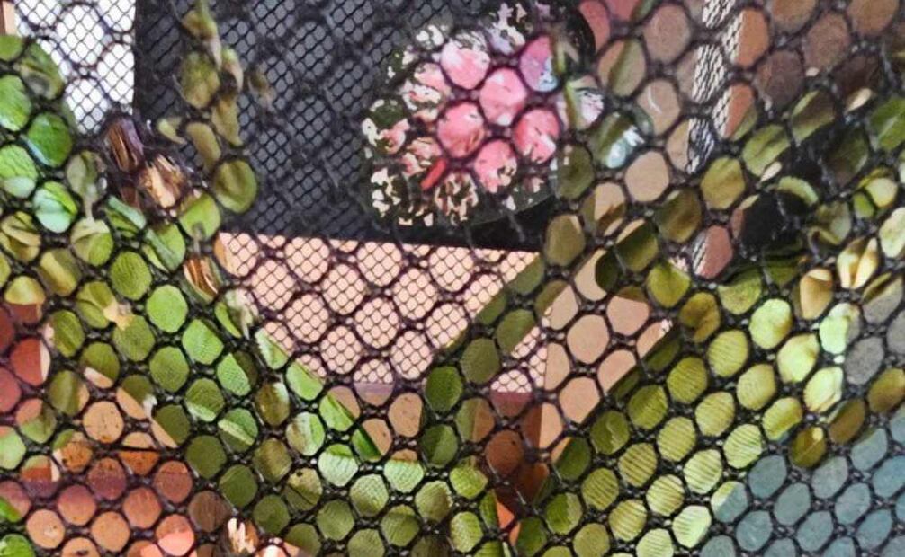 Aseguran ajolotes, ranas, iguanas y erizos en un puesto ambulante en las inmediaciones del mercado "El Tepetate" en el estado de Querétaro. Foto: Profepa
