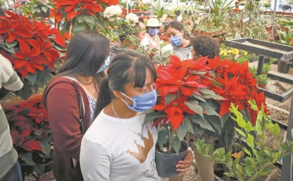 Nochebuenas: poblanos mantienen precio