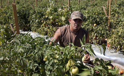 COVID-19: Human rights watchdog is investigating the death of two Mexican farmers in Canada