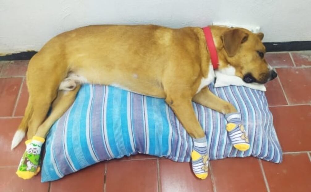 Operación lomitos: intervenciones quirúrgicas a perritos rescatados en el Metro han sido exitosas, dice autoridad