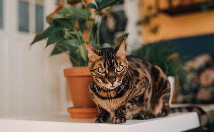 ¿Qué es el síndrome del gato solitario? Conoce sus principales características y cómo evitarlo