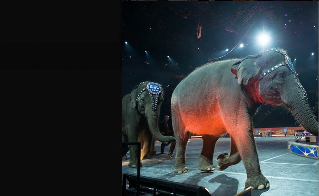 instagram.com/ringlingbros/