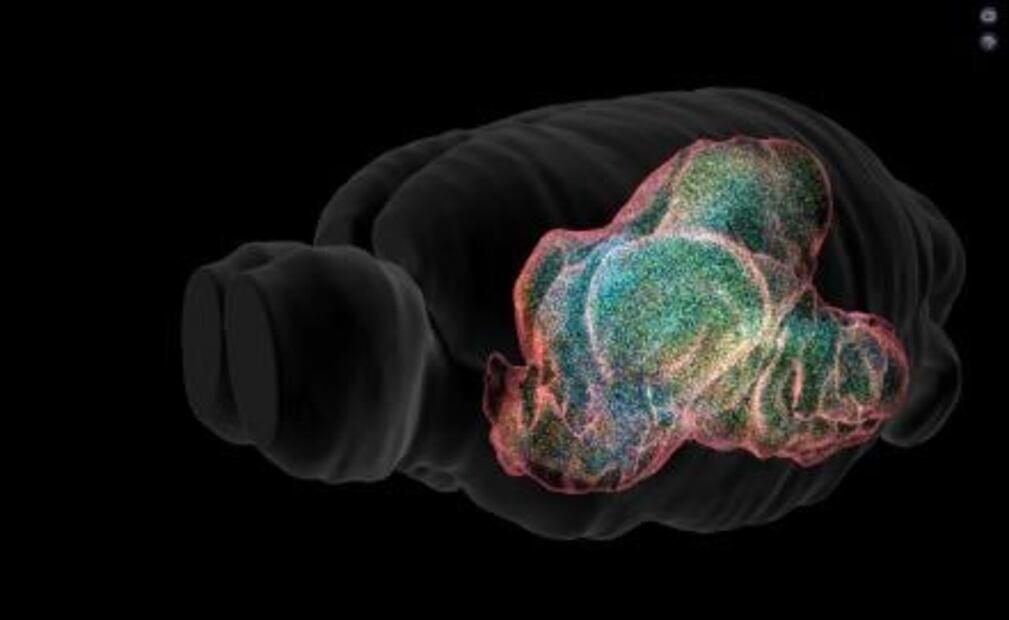 El primer atlas 3D del cerebro
