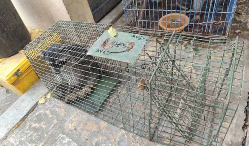 En Chiapas, la procuraduría liberó a dos mapaches de la especie Procyon lotor en el Parque Nacional Cañón del Sumidero. Foto: Profepa