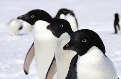 ¿No existen los pingüinos? Especie conocida hasta ahora no sería la original