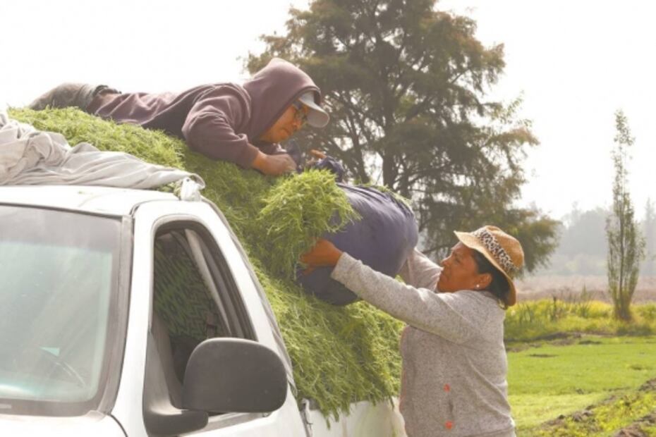 Ellos cultivan los romeritos que comes en Navidad