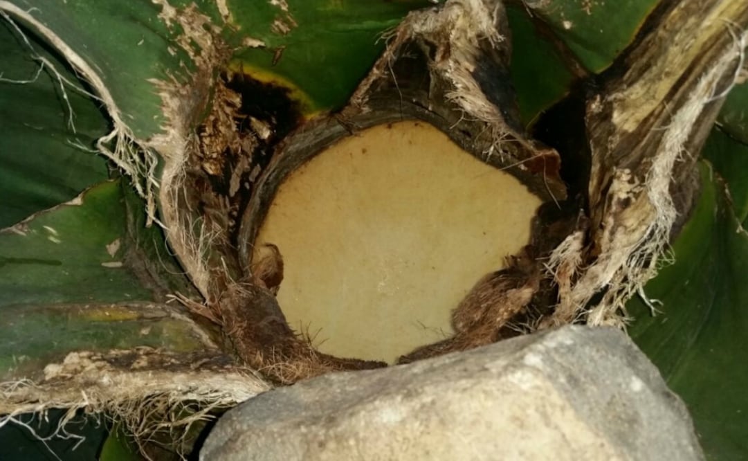 Fotos: JOSÉ JUAN GIL HUERTA