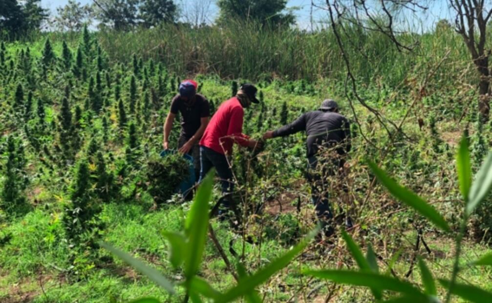 Fentanilo, la droga que enriquece a mexicanos y mata a miles en EU