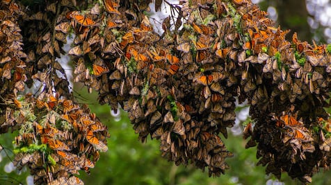 Millones de Mariposas Monarcas llegan a santuarios michoacanos; gobierno impulsa el programa Guardián Forestal