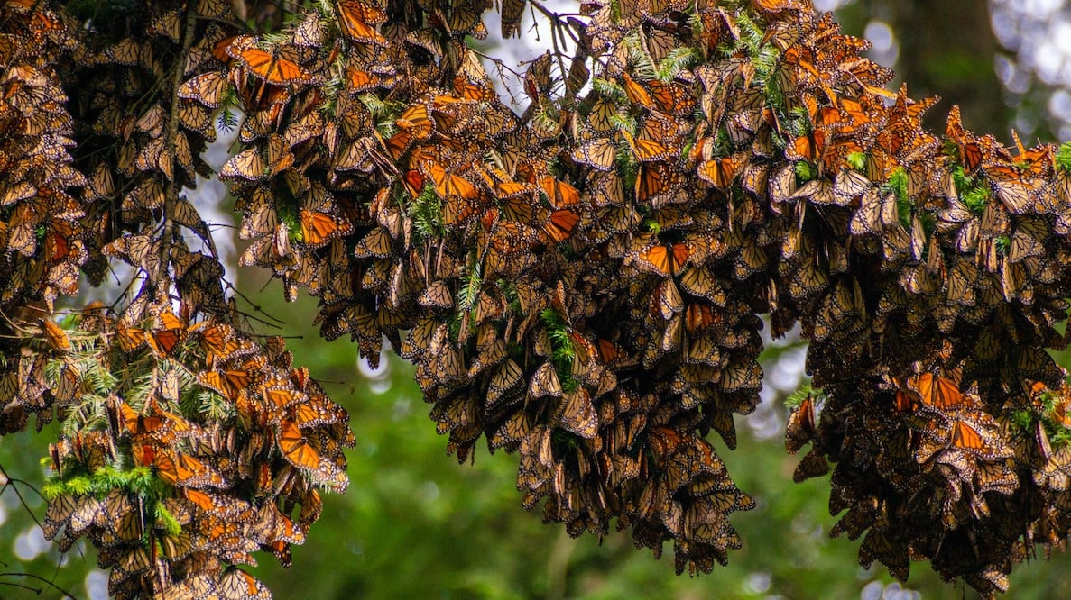 Millones de Mariposas Monarcas llegan a Michoacán. (Foto: especial)