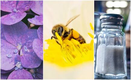 Luce labios de impacto con estas recetas naturales