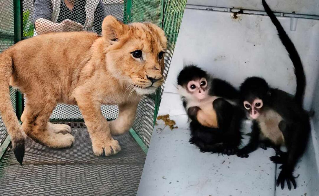 Profepa trasladó a los 19 ejemplares a predios con instalaciones y experiencia adecuada en manejo de fauna silvestre. Fotos: Especiales