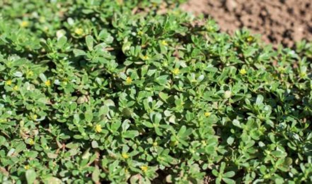 10 superfoods mexicanos que tienes que comer