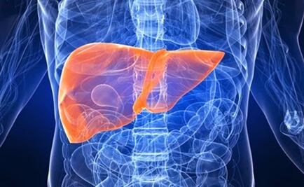 El hígado, subestimada máquina de trabajo