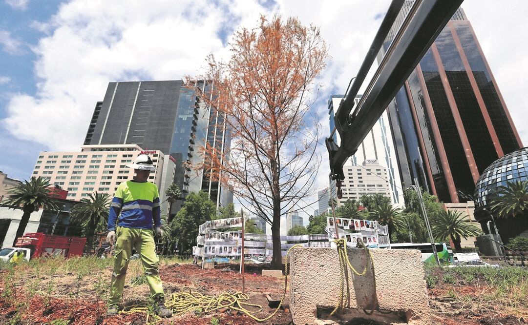 La zona central donde se encuentra el ahuehuete será cercada en un diámetro de seis metros para su protección. Foto: Ernesto Álvarez/ EL UNIVERSAL 