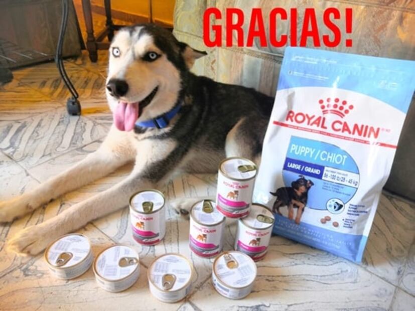 Max, el perrito que está lleno de "bolas" y vende cupcakes para pagar tratamiento