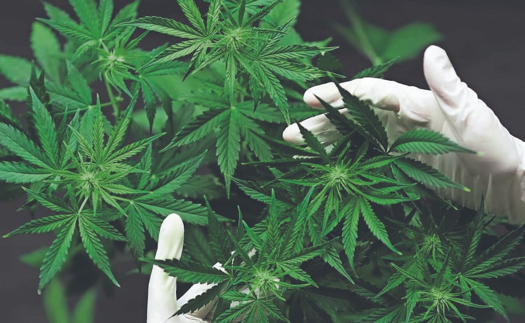 Planta originaria de Asia Central y del Sur. Foto Especial