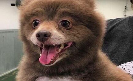 ¿Perro u oso? El misterio del animal que llegó a una guardería canina