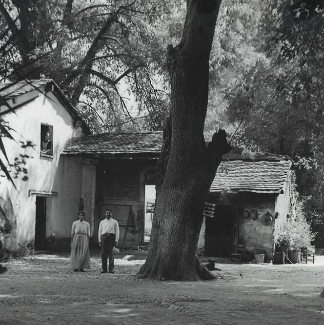 El bosque que nació por una fábrica de papel
