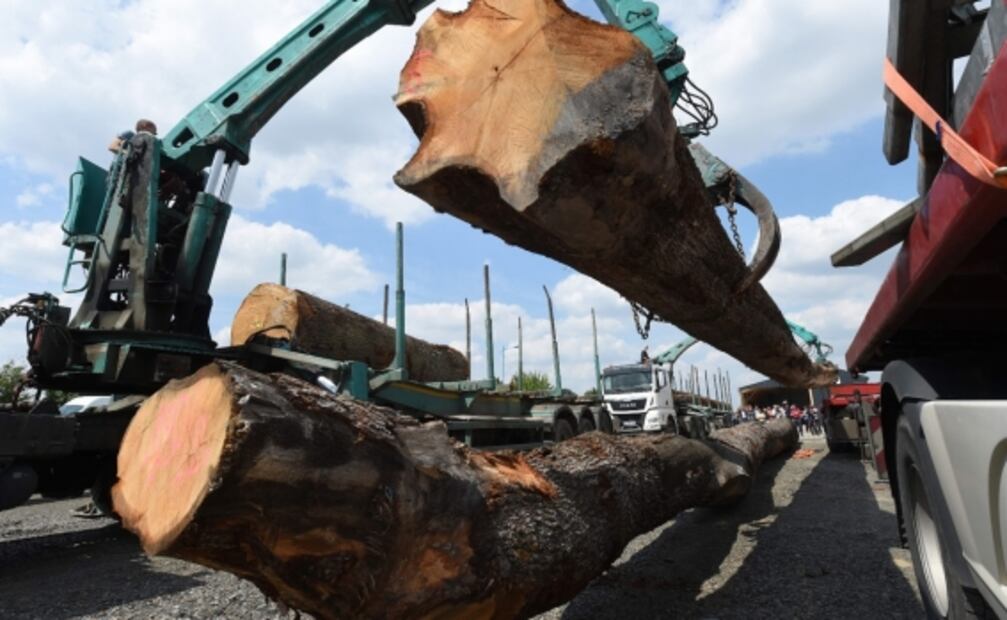 Talan los primeros robles para restaurar Notre Dame