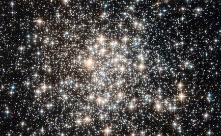 Las estrellas también guían a los animales