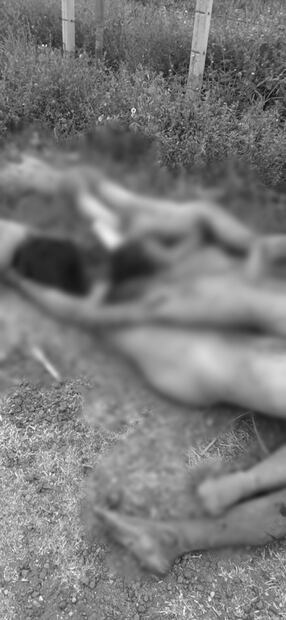 Abandonan nueve cuerpos en sur de Veracruz
