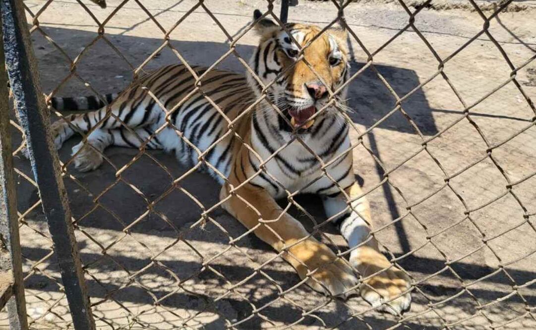 Juez procesa a dos por posesión ilícita de fauna silvestre. Foto: Especial