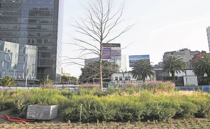 El ahuehuete de reforma, en estado crítico