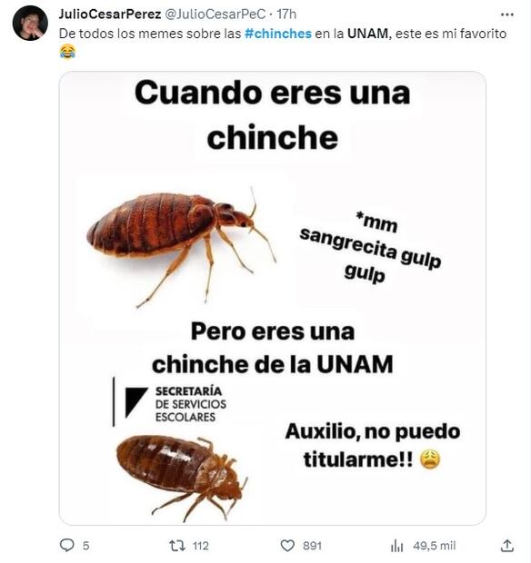 Meme sobre chinches. Foto: Twitter
