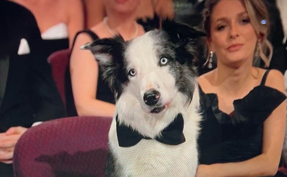 Messi, el actor de cuatro patas que conquistó el Oscar. Foto: Captura de pantalla.