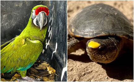 Profepa rescata a guacamaya verde en Colima; acciona protección de tortugas casquito