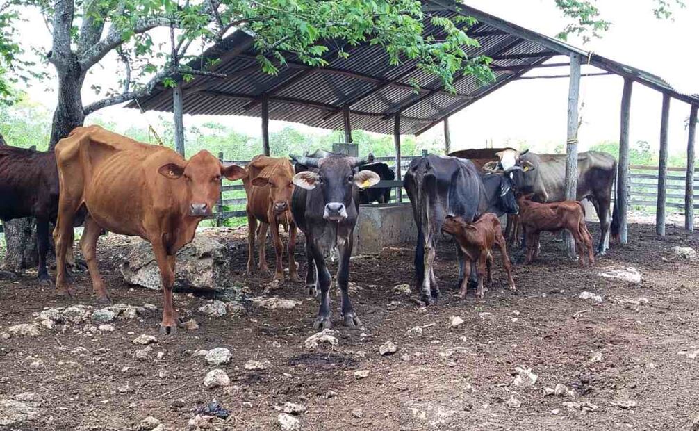 Detectan 7 nuevos casos de gusano barrenador (0607/2025). Foto: Especial