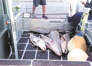 Gendarmería alista operativo contra tráfico ilegal de totoaba