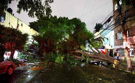 Fuertes lluvias provocan caída de árbol en alcaldía Benito Juárez; hay encharcamientos e inundaciones en varias zonas de CDMX